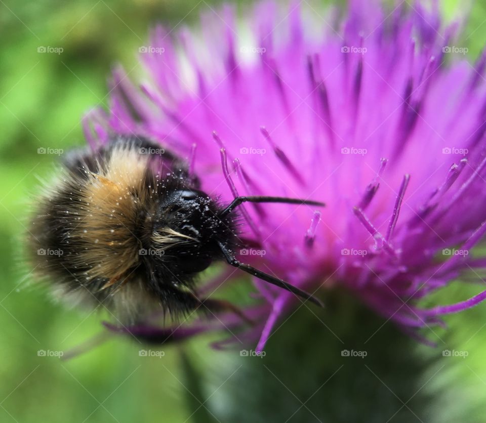 Bumble bee collecting pollen