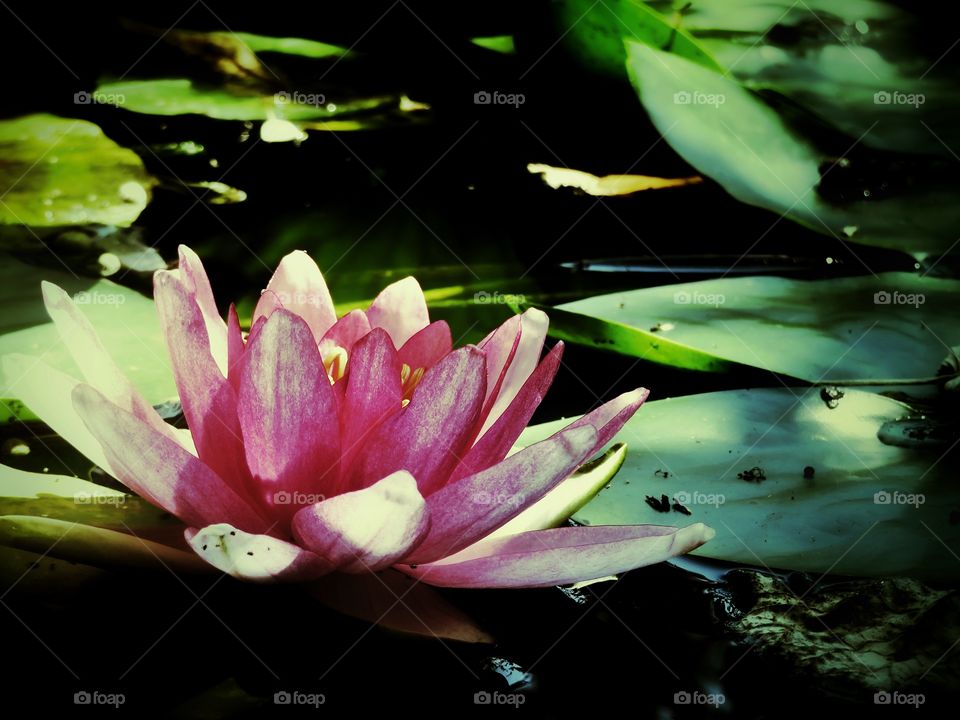 lotus flower
