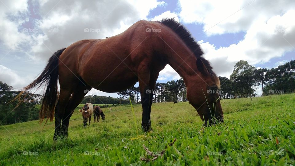 animal horse paisagem