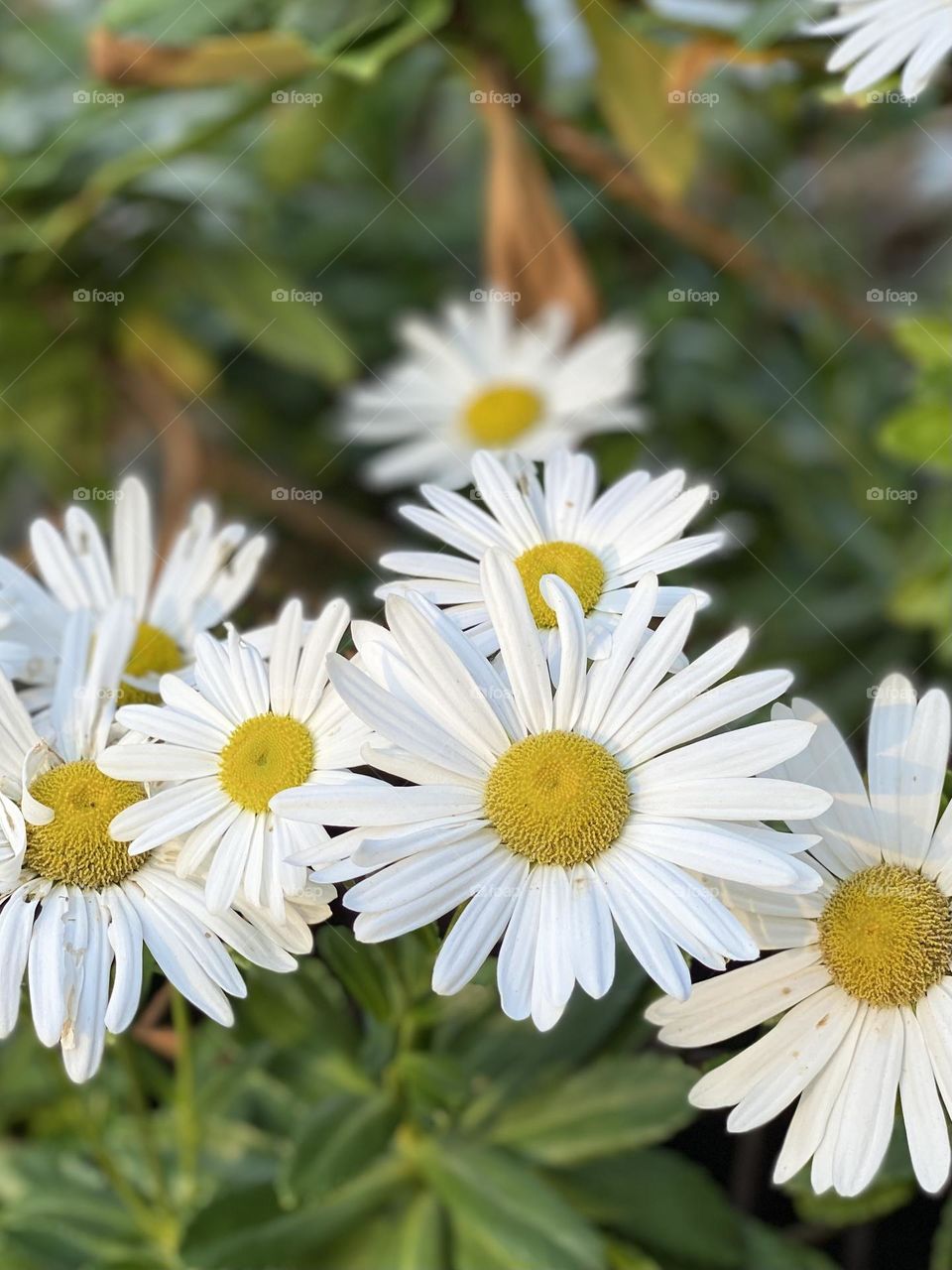 Spring into spring with happy daisies!