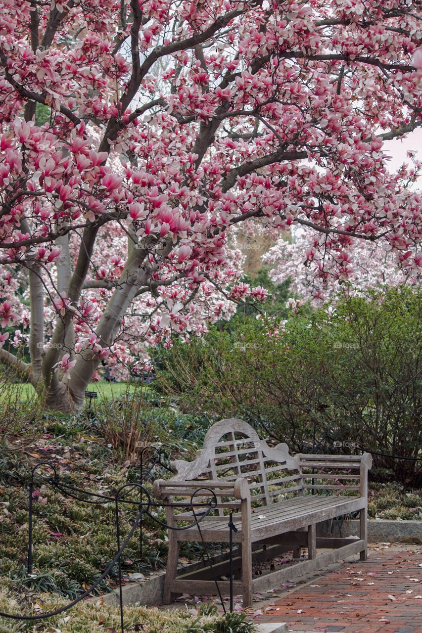 Springtime in the park