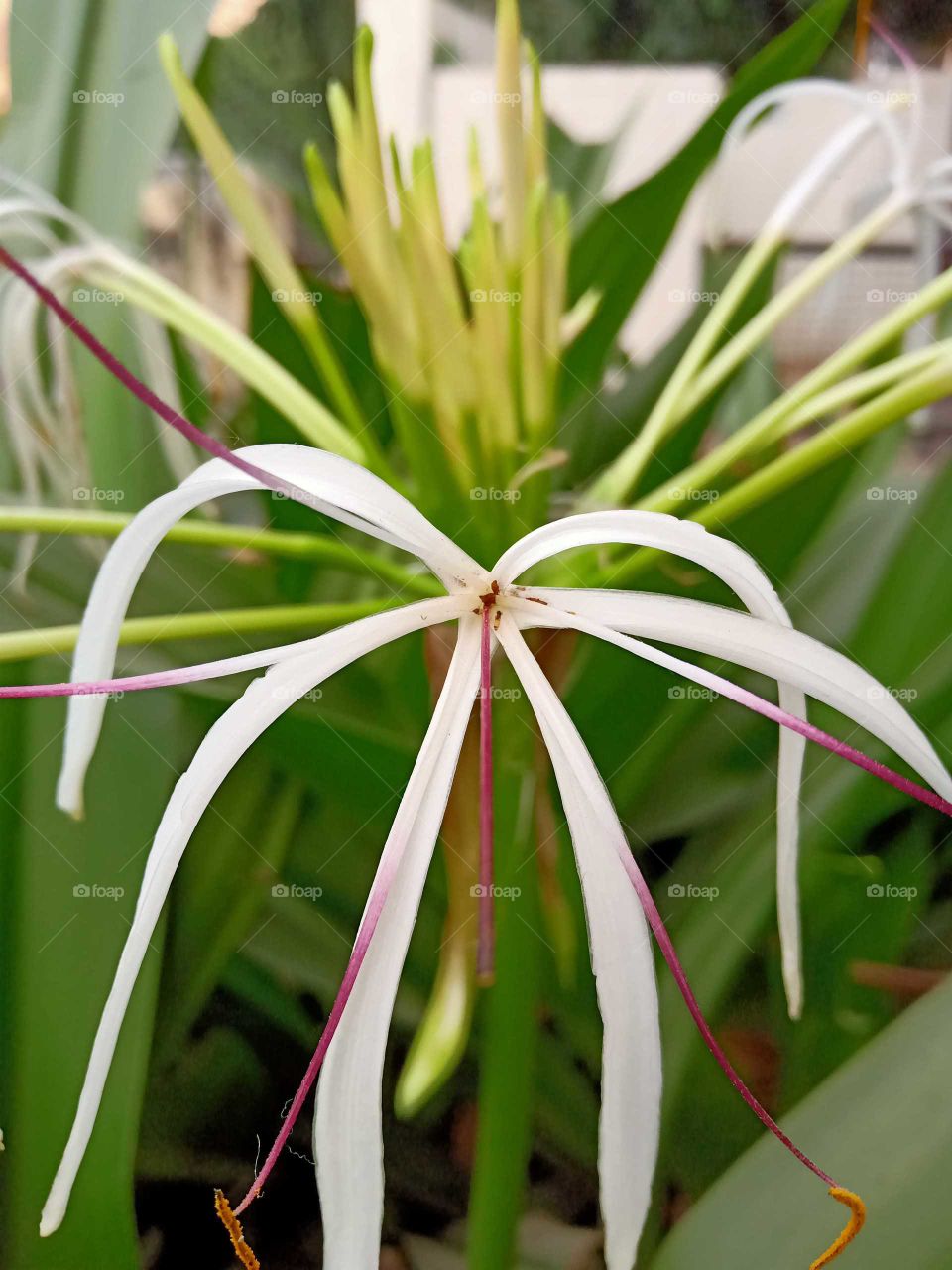 Best crinum asiaticum nice looking image India