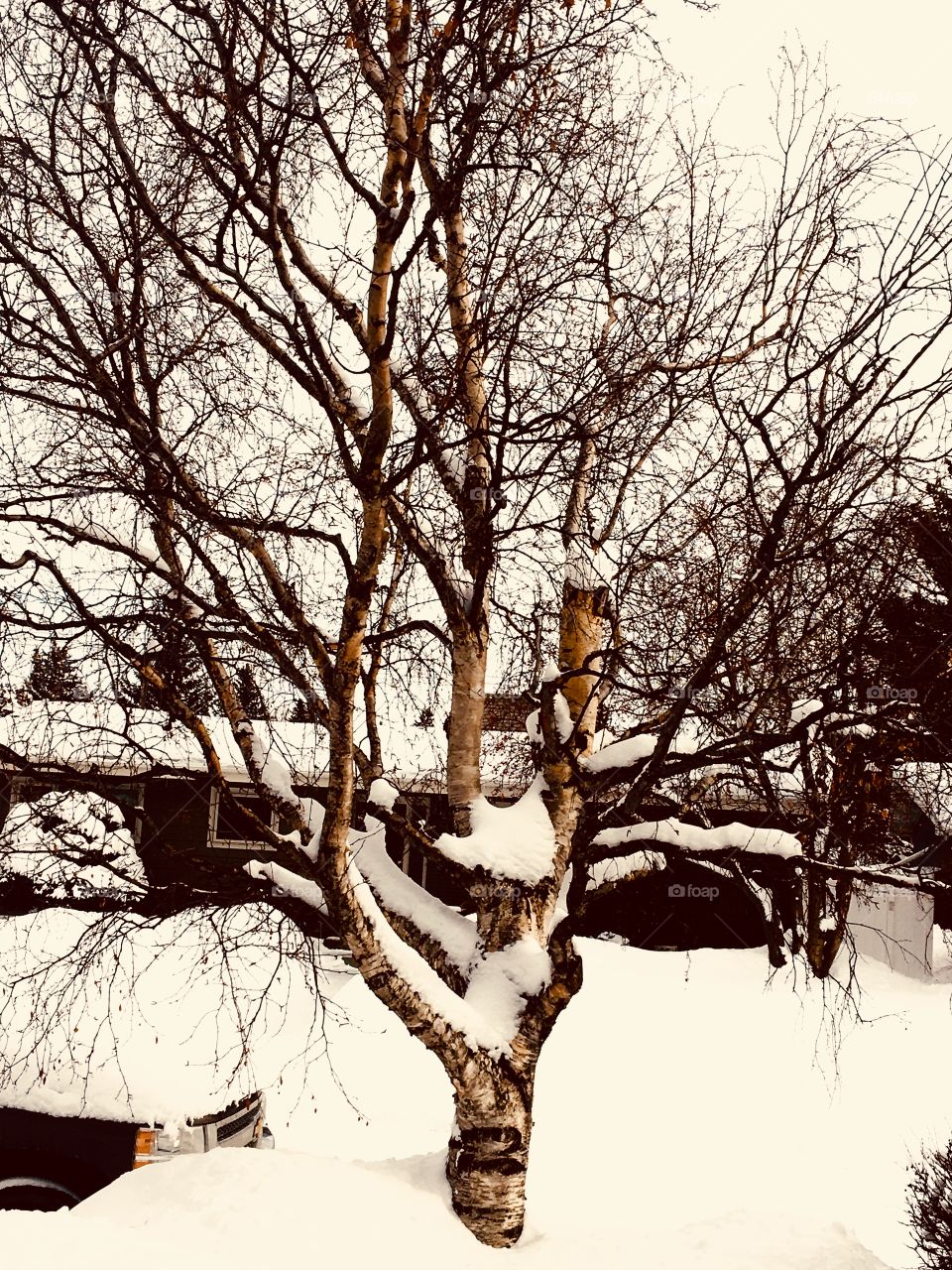 Tree cover with the snow after a snowfall