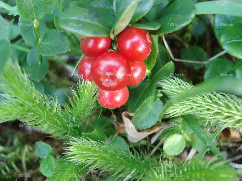 Cranberries on green moss