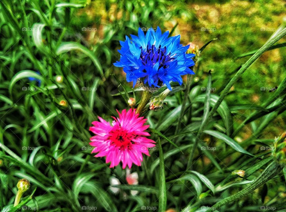 Beautiful flower,my garden,summer
