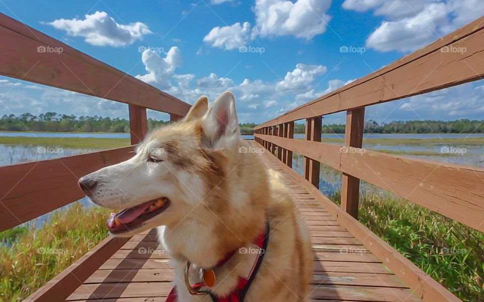 A red Siberian husky walks down a fishing pier in the middle of a canal on a beautiful summer day with puffy white clouds. 