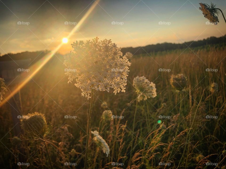 Beautiful Midwest sunset, spotlighting a patch of Queen Anne’s Lace along an old country road.