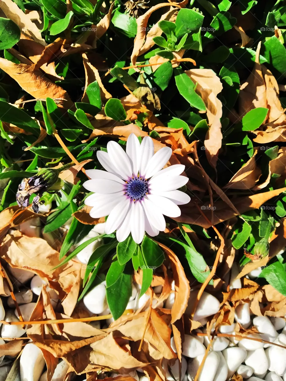 white flower