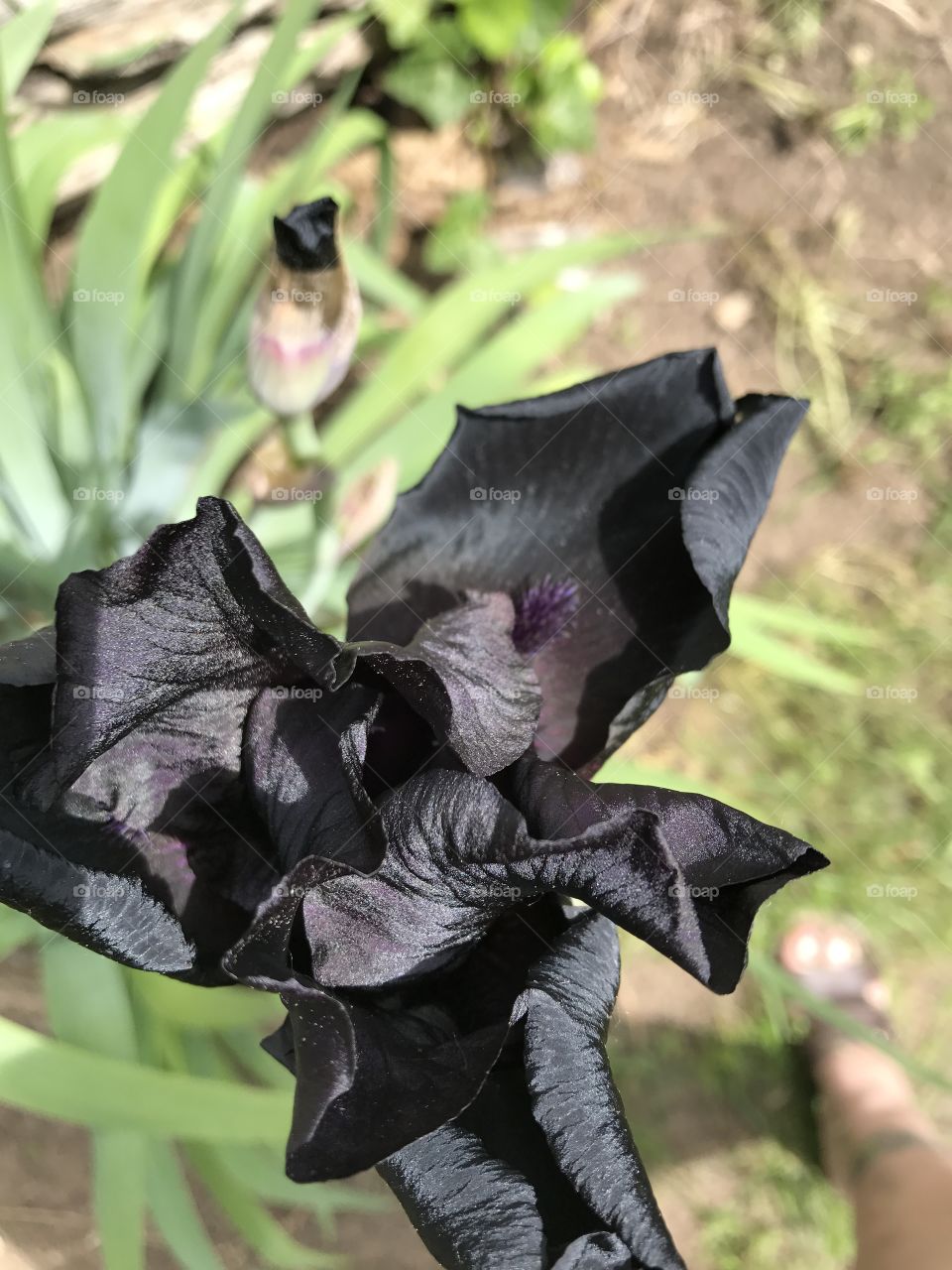 Close-up black iris