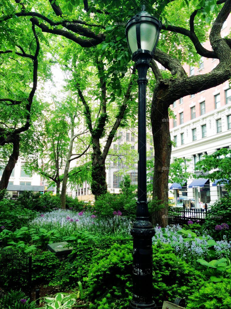 Trees. Madison square park in NYC 