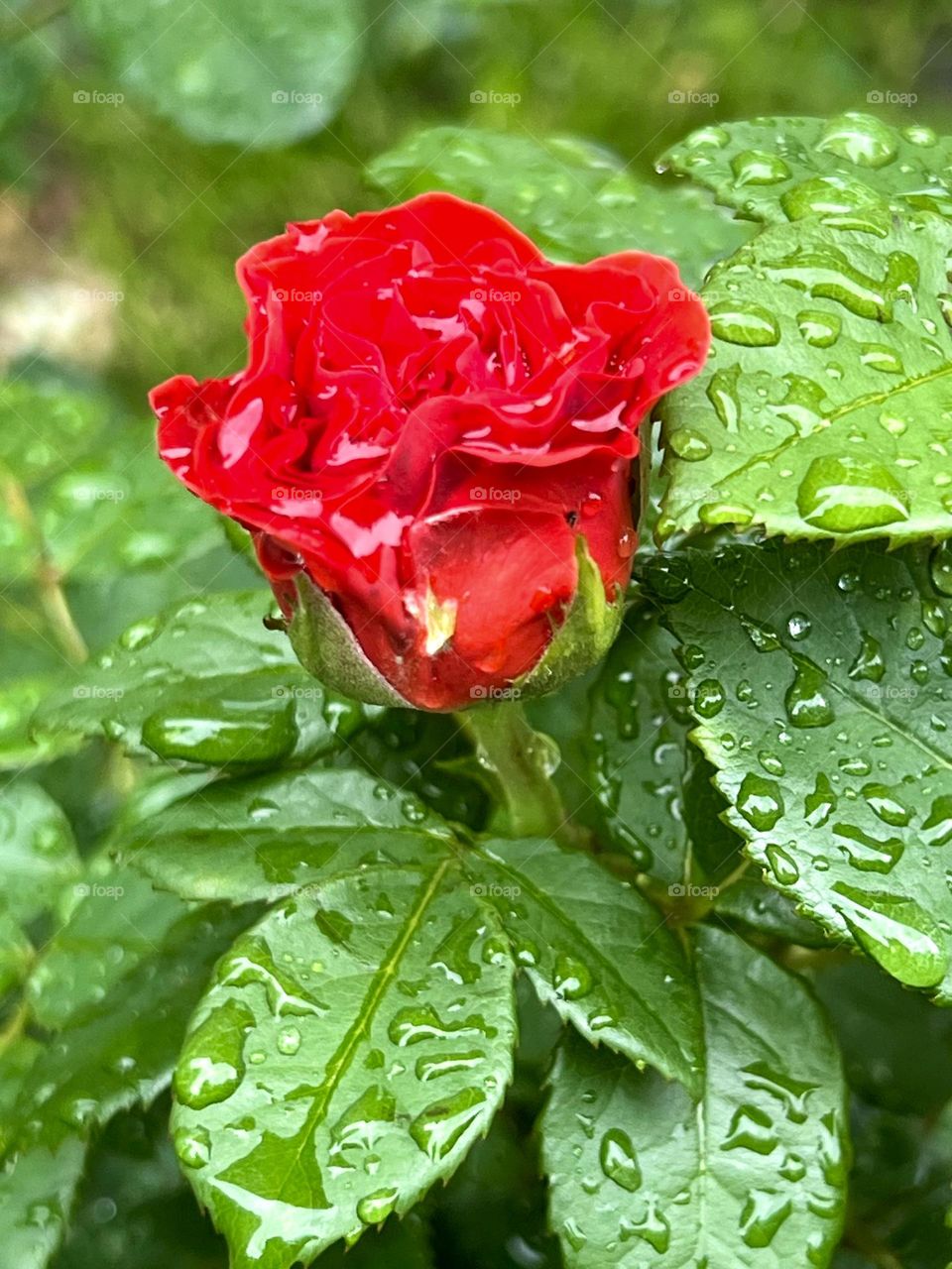 Bright red rose bud in the rain.