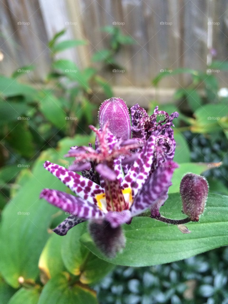 Toad lily in garden