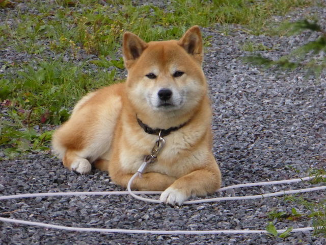 Portrait of a shiba inu