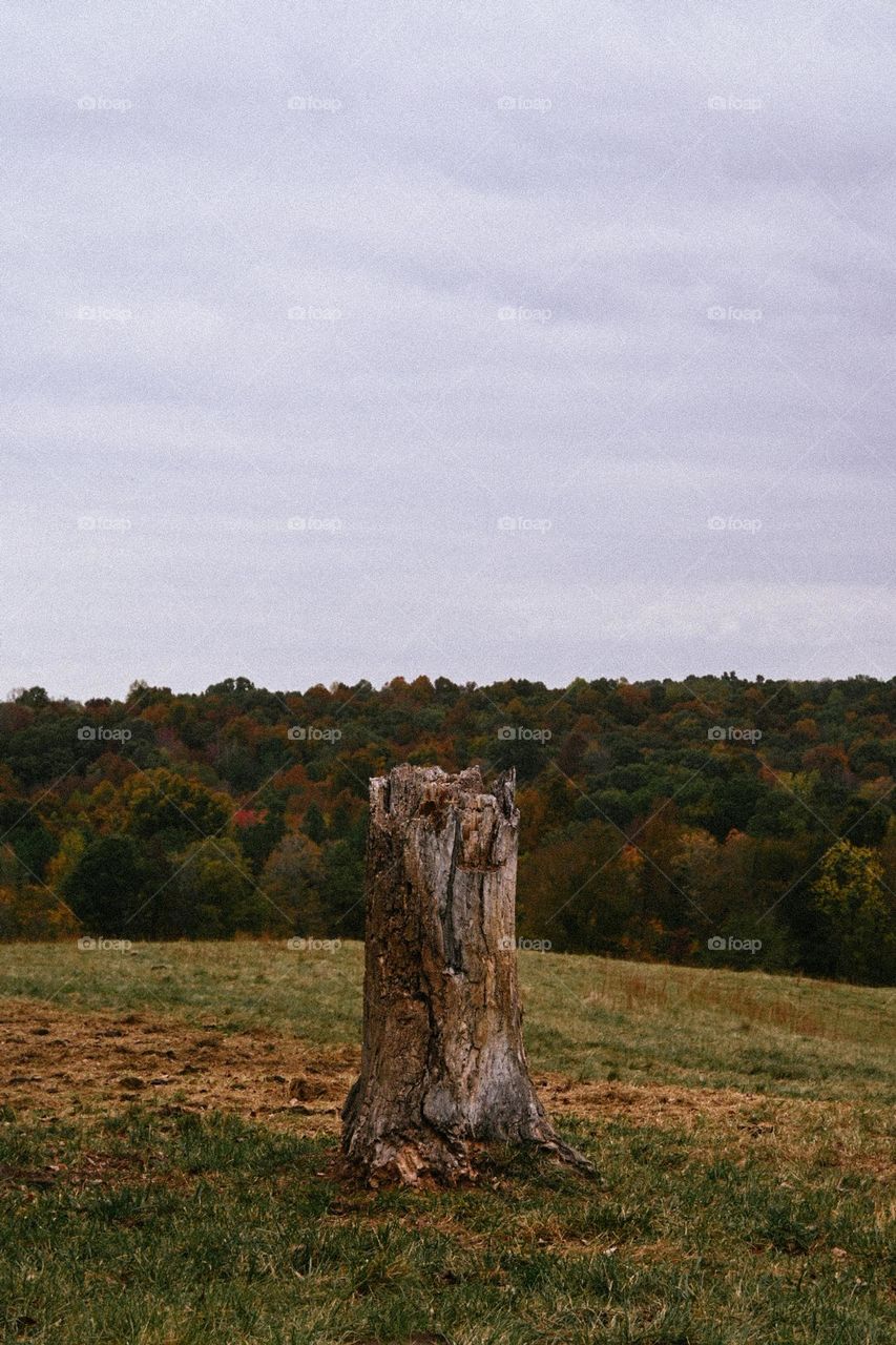 Fall Wins II