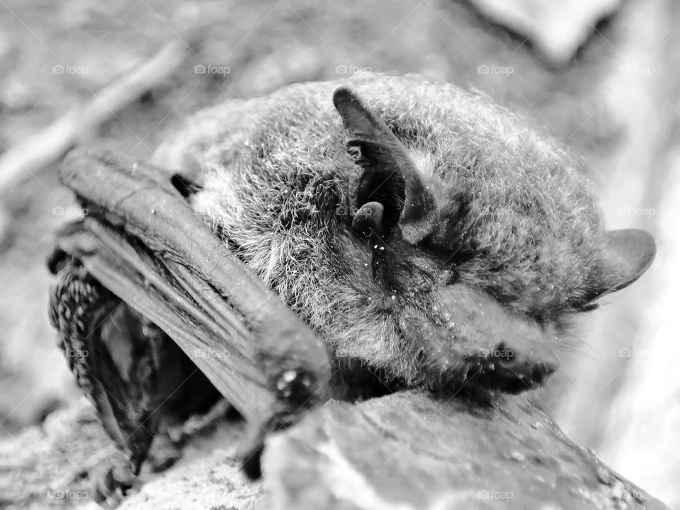 Nathusius's pipistrelle, Animal