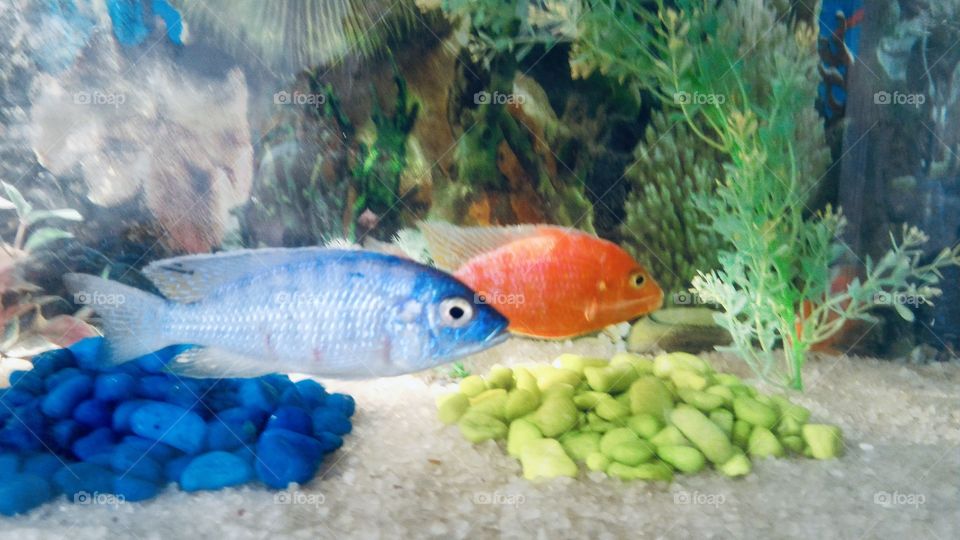 Cichlids