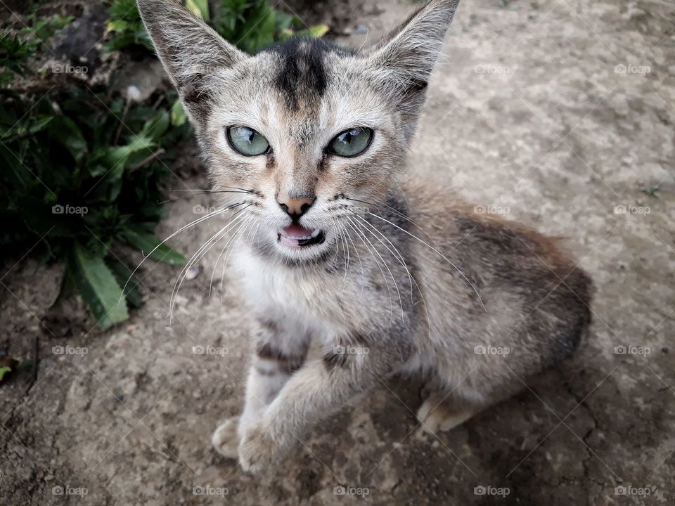 Eyes of an angry cute kitten