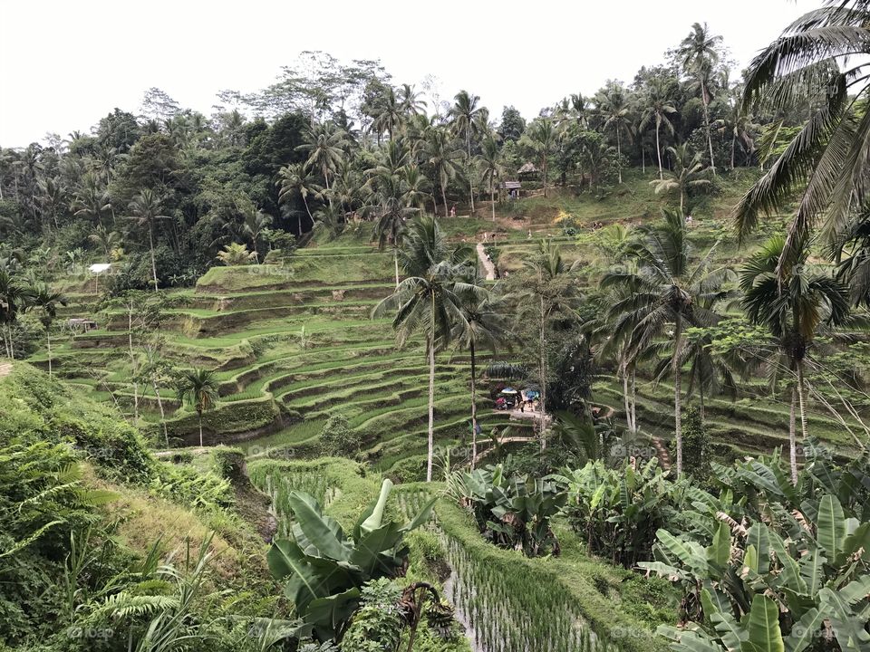 Rice terrace Unesco heritage Ubud Bali