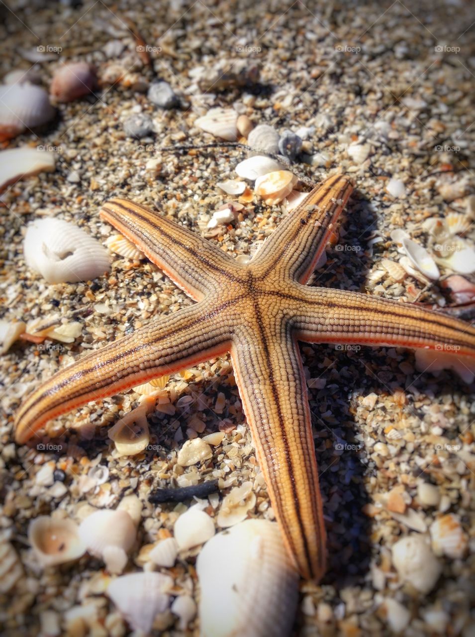 Close-up of starfish on sand