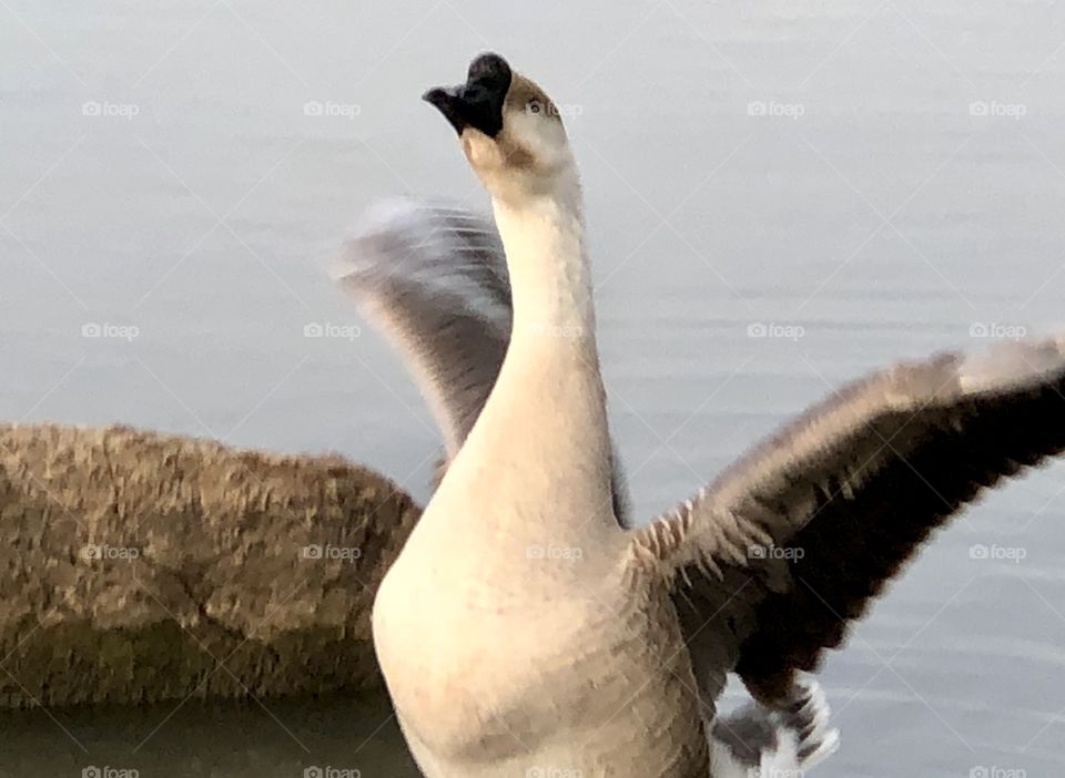 Goose, Chinese Goose, Chinese, Gray, gray goose, grey, grey goose, water, lake, rock, feathers, wings, bill, beak,
