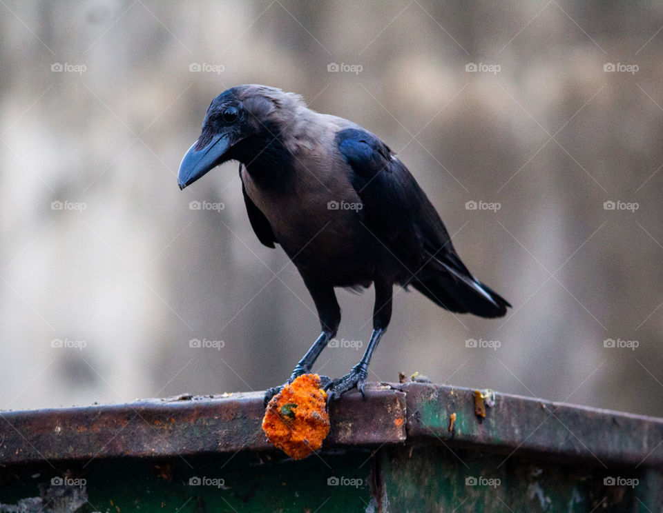 A Story of a thief crow who theft the vada from tea shop