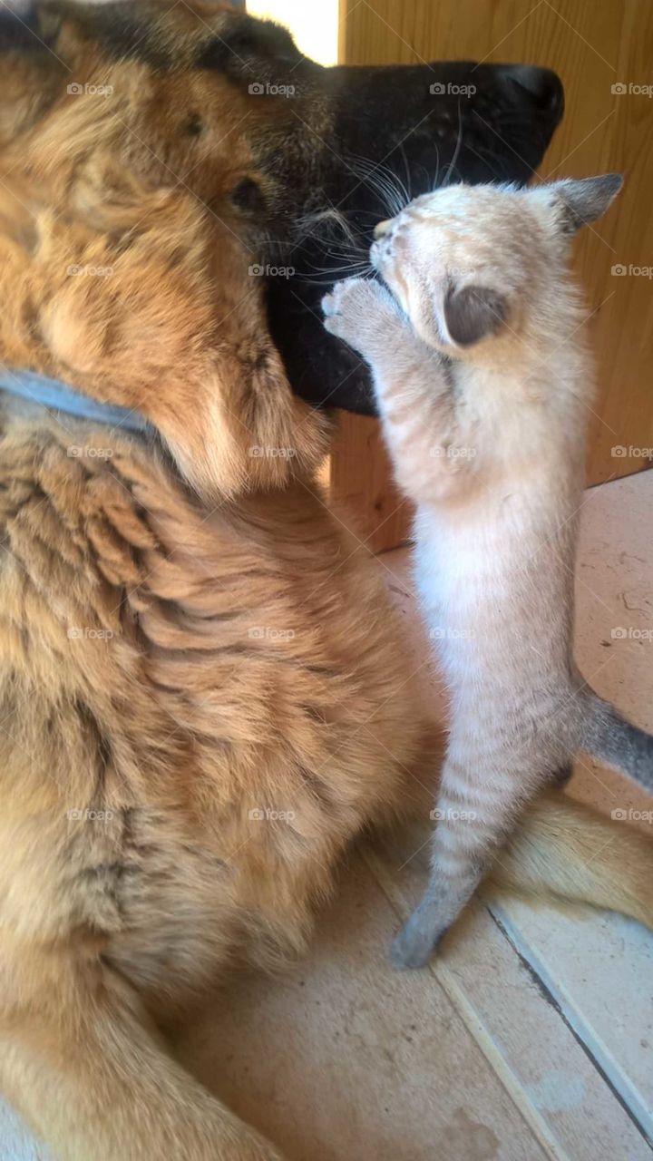 My dog and my little cat playing together..