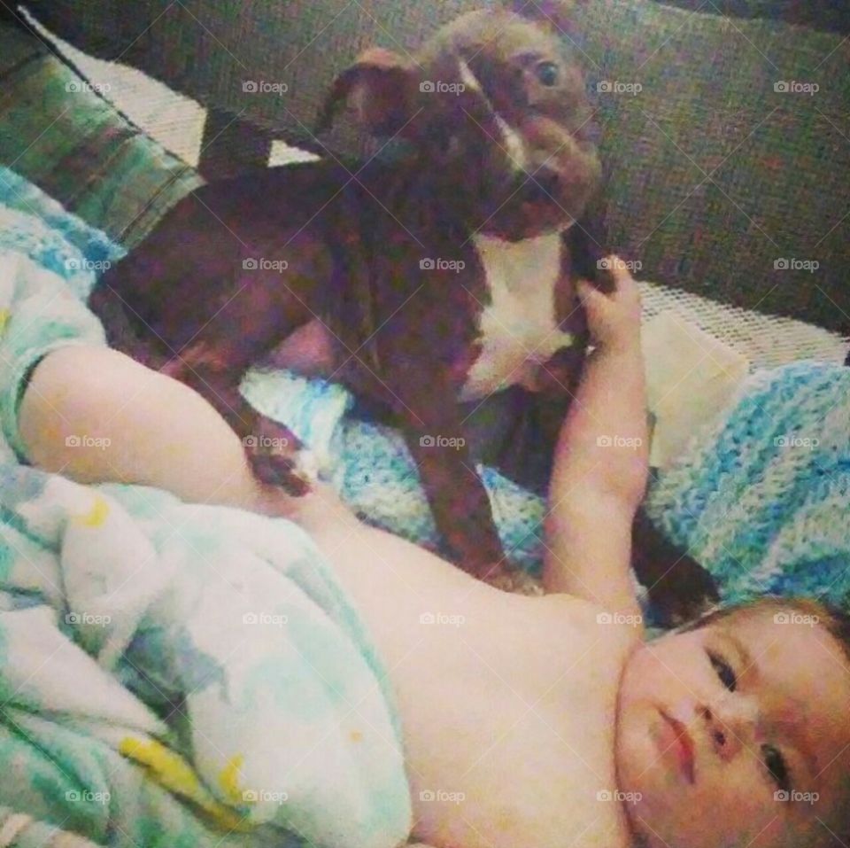 Baby and Baby Pitbull