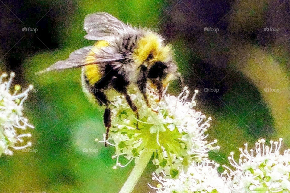 The best nectar in the world ... May, 2019.