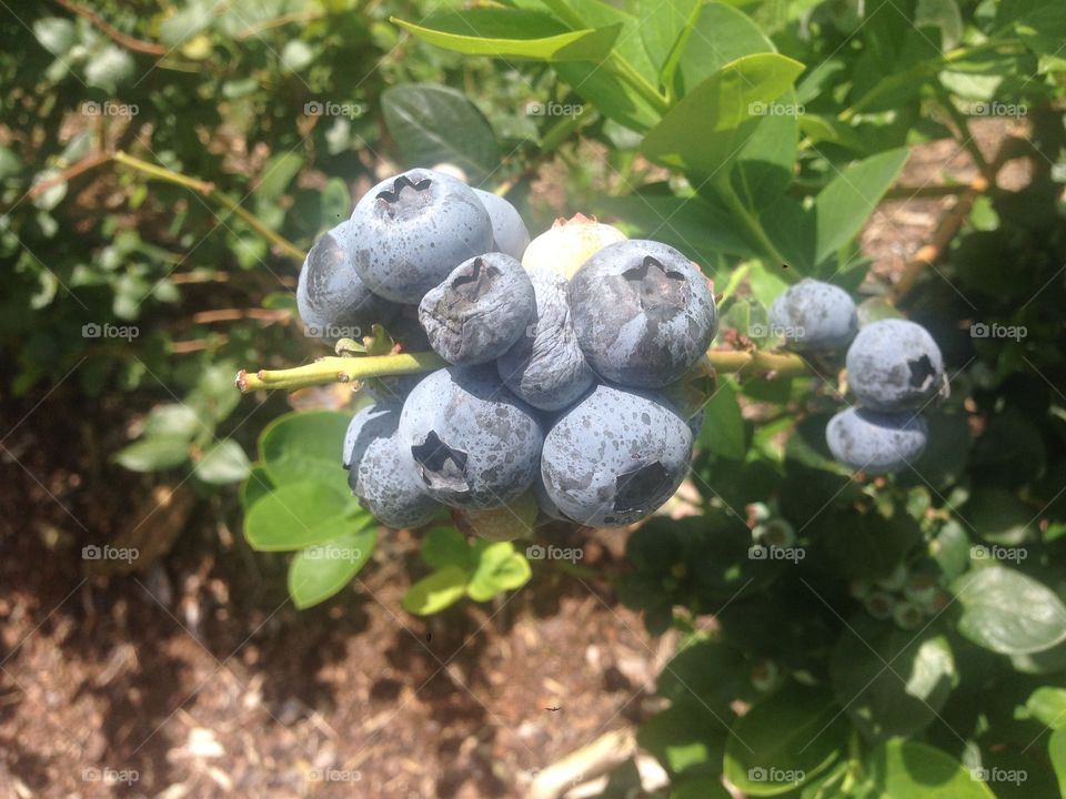 Big plump juicy Blueberries 