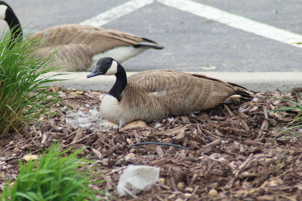 Canadian Goose Nesting