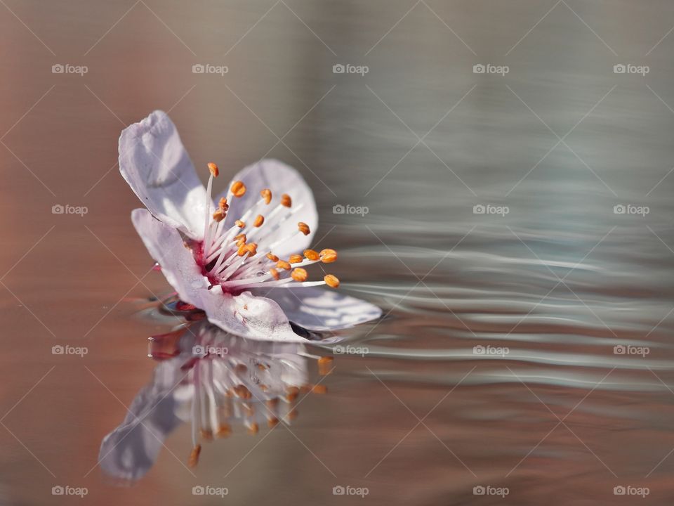 Blossom reflection