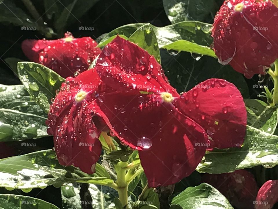 Flowers with Dewdrops