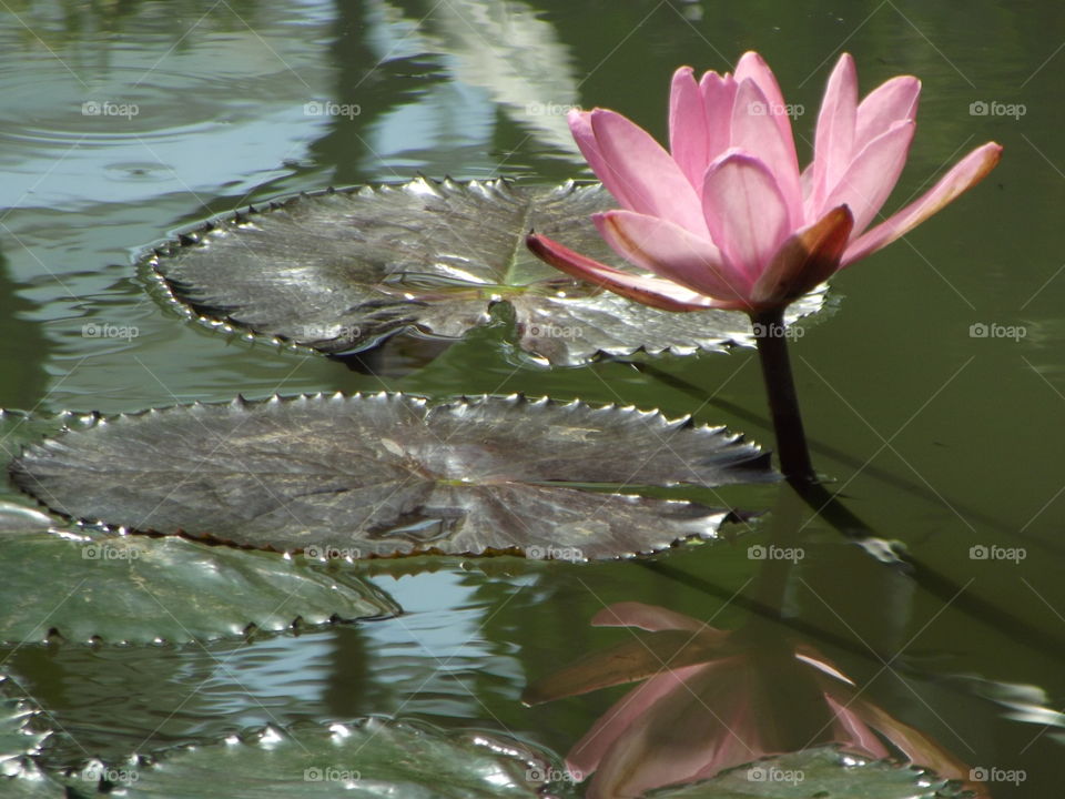 Beautiful Waterlily