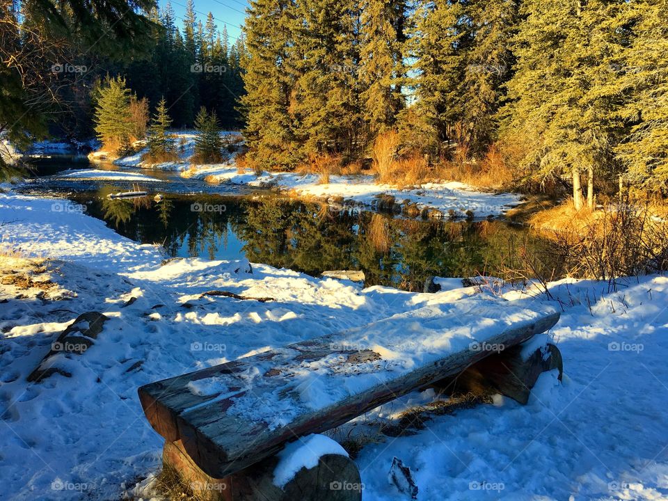 Griffin woods walk in the winter