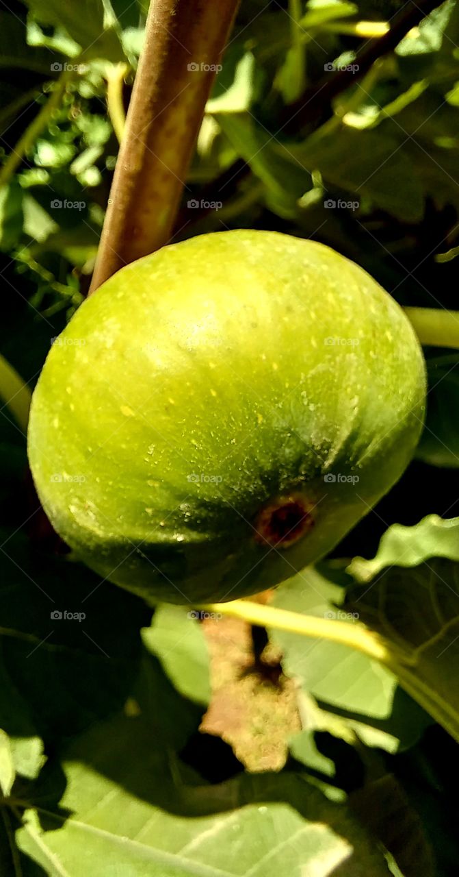 Fig fruit