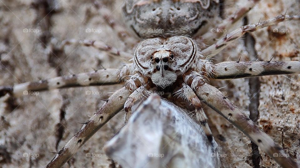 Spider looking with a face