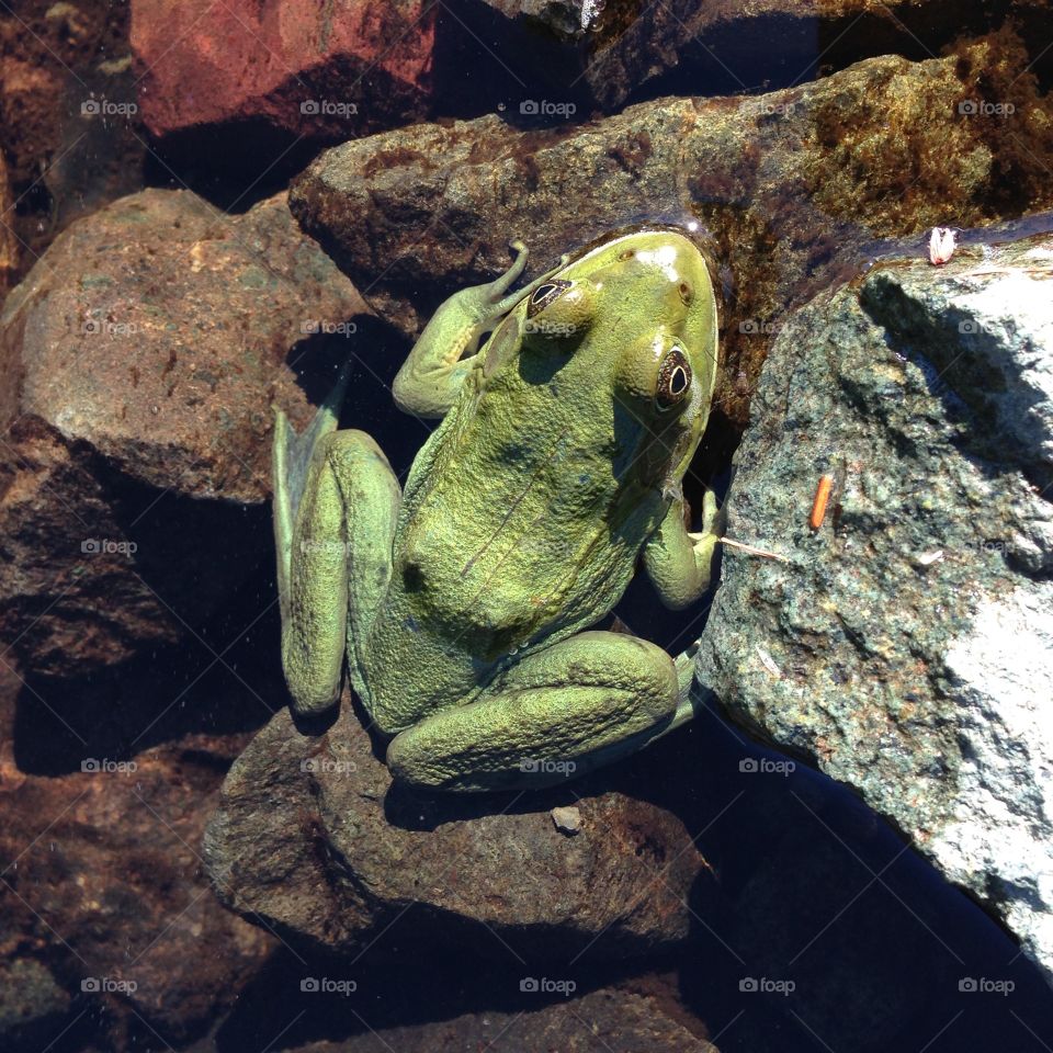 Frog, No Person, Amphibian, Nature, Water
