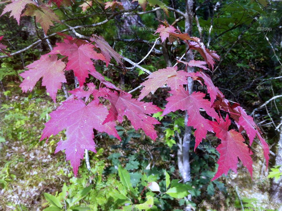 macro close red leaves by serenitykennedy