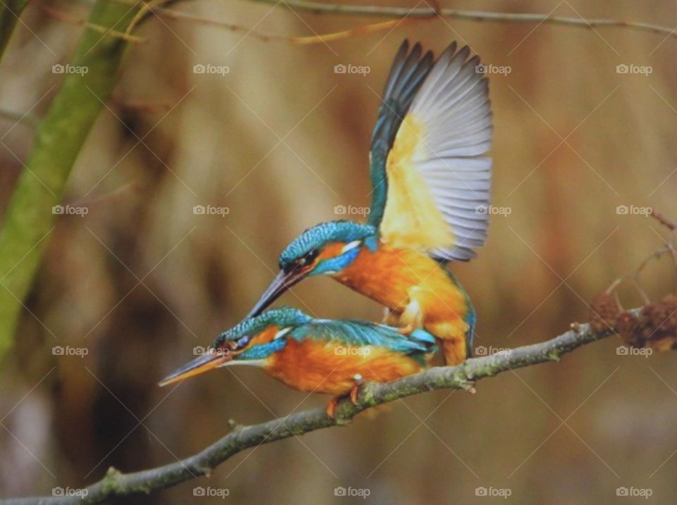 A pair of mating kingfishers