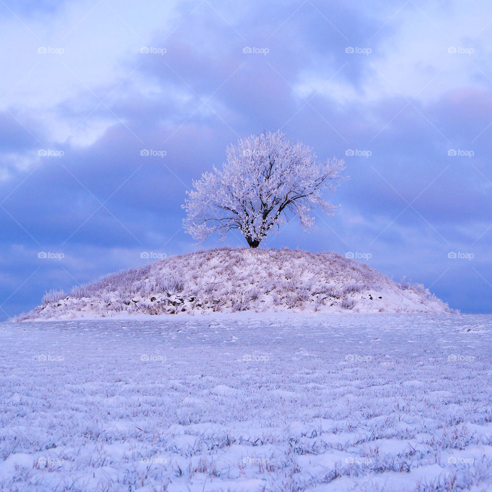 snow winter tree mound by johanr