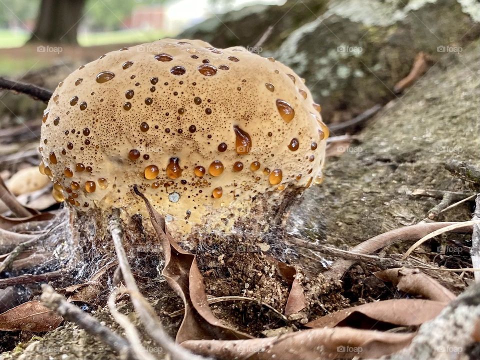 mushroom oozing amber drops 