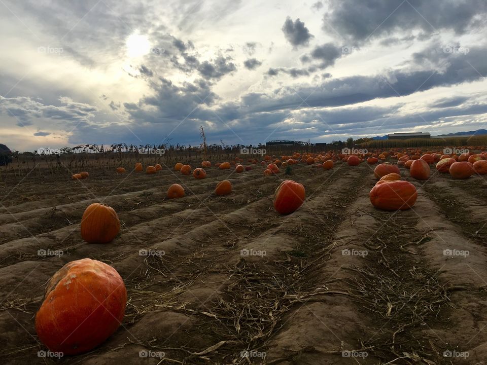 Pumpkin patch 