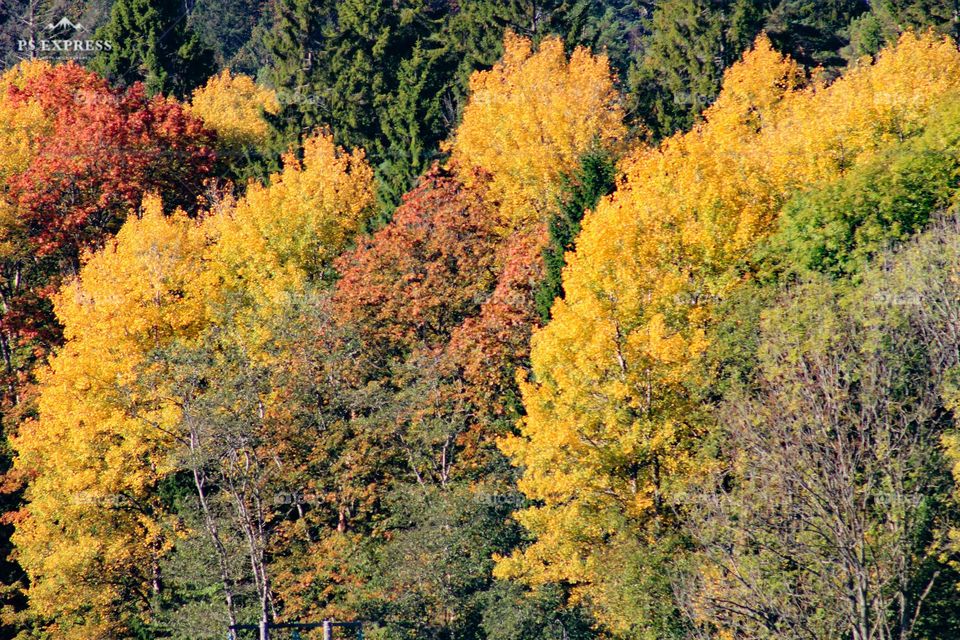 The wonder of autumn.