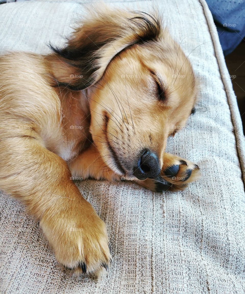 Sleeping Miniature Dachshund Puppy