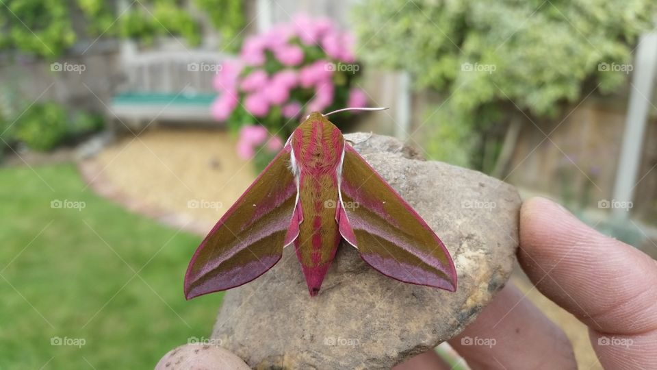 Elephant Moth. Look what I found in the garden
.....