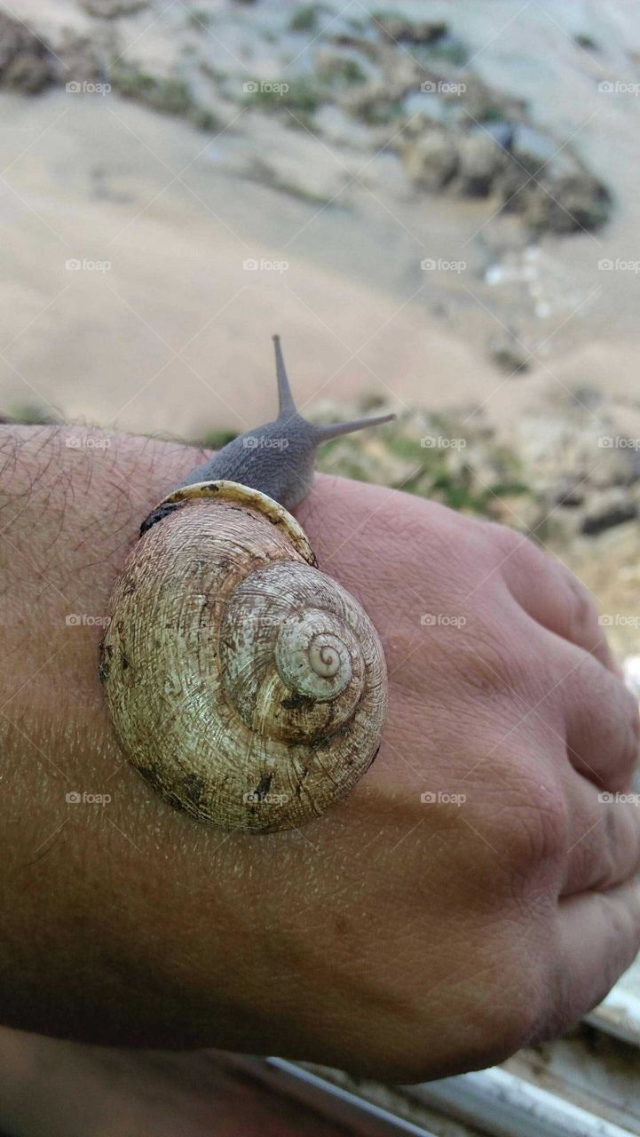 Beautiful snail on my hand.