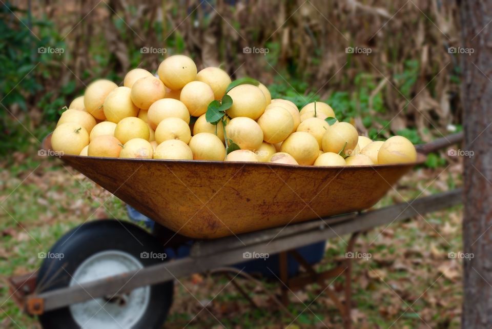 Grapefruit Galore