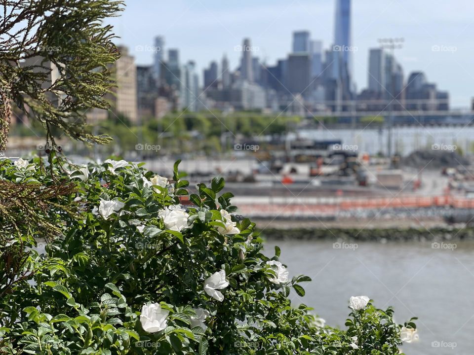 Blooming white flowers amidst an urban concrete jungle 