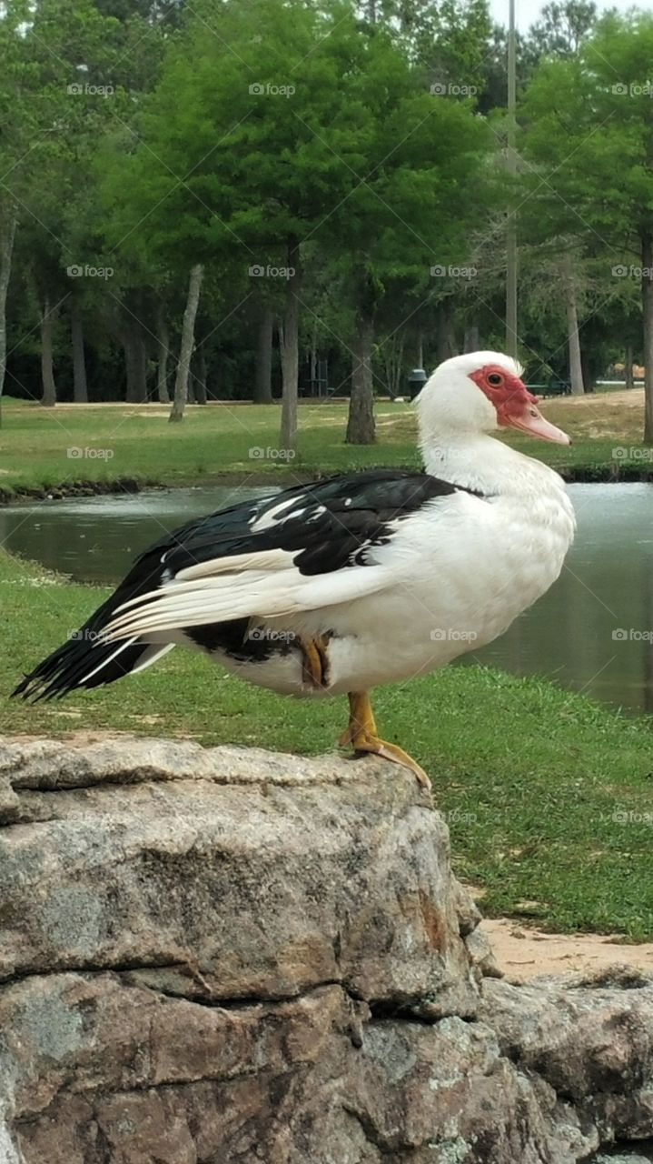 This duck has one leg tucked up under his body, resting on a rock
