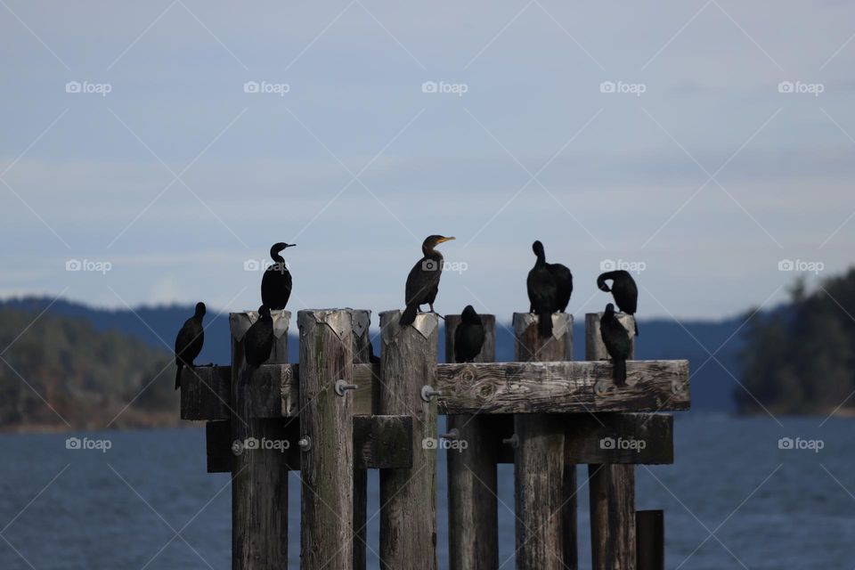 Wooden structure in the ocean, place for cormorants to gather and talk 